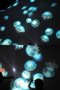 ミッドタウンのクラゲ