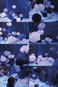 品川水族館のクラゲ