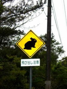 あまみのくろうさぎ