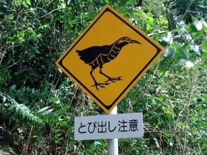 ヤンバルクイナ