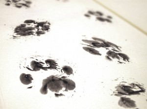 猫の手形