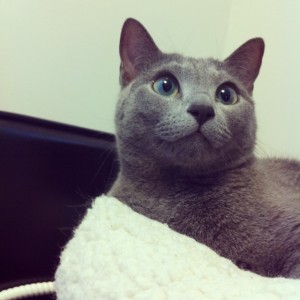 1000001782 1000001782